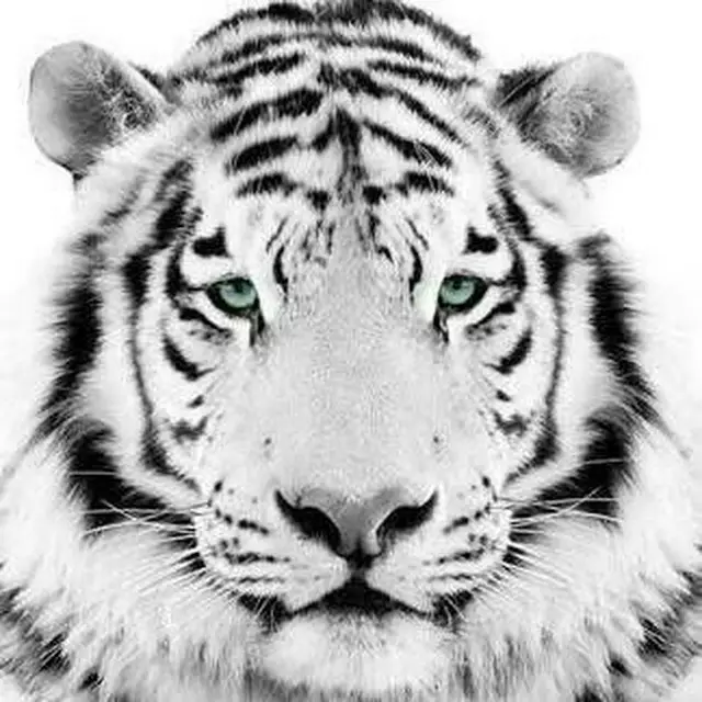 Tblaze avatar picture