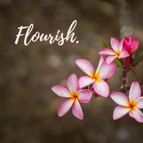 Flourish Cell CE Ottawa avatar picture
