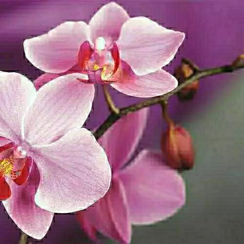 K. Danielle D' Blessed & D' Great avatar picture